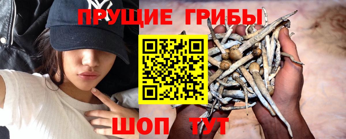 Псилоцибиновые грибы прущие грибы  Вход с VPN  Дивногорск 